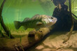 big-mouthed bass under water against the background of algae generated by ai