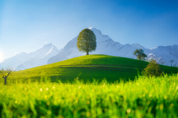 Wall Mural - Fields and meadows. Mountain landscape. Dark sky. Natural landscape in summer time. Tree on top of the hill. Landscape before sunset.