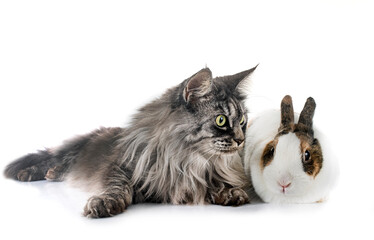 Canvas Print - rex rabbit and cat