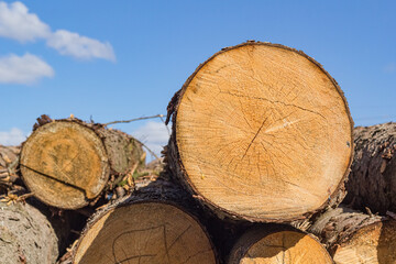 Log trunks pile, the logging timber forest wood industry. wood trunks timber harvesting in forest. Wood cutting in forest.