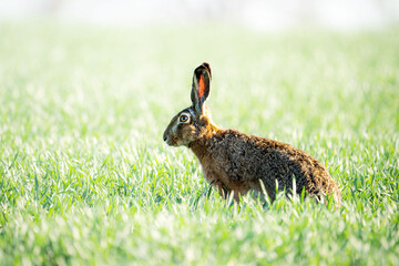 The hare sits in a green field