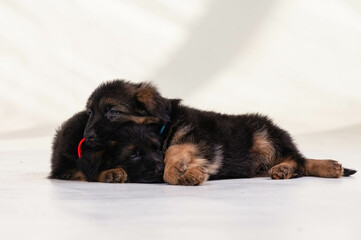 Wall Mural - German Shepherd puppy in front of a white background