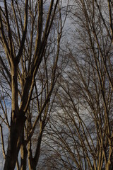 Wall Mural - trees in the park