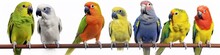 Group Of Parrots Birds Banner