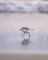 Wall Mural - Small sanderling wading seabird (Calidris alba) looking for food as the tide recedes on the beach - Long Island New York