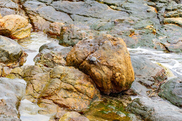 Wall Mural - Sea stone coast with crayfish and crabs. Tropical photography for tourism, design and advertising