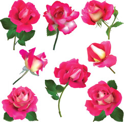 Sticker - eihgt dark pink rose blooms isolated on white