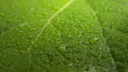Wall Mural - surface of a green leaf with water droplets.
