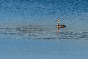 Wall Mural - Swimming great crested grebe (Podiceps cristatus)