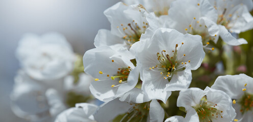 Wall Mural - Branches of blossoming cherry with soft focus .