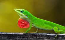 Wild Green Anole - Anolis Carolinensis - Showing Off His Red Dewlap.  Large Adult Male On Top Of Wood Fence. Florida Native