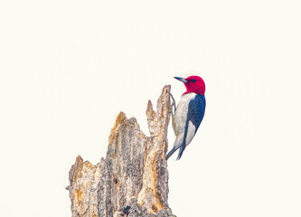 Wall Mural - Red headed Woodpecker - Melanerpes erythrocephalus - Perched on dead tree snag with white overcast sky background