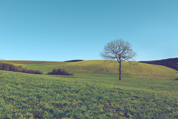 Wall Mural - Spring landscape background with blue sky and tree .