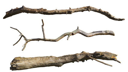 trees from above, collection of lush plants isolated on transparent background
