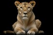 Beautiful lioness close-up, studio shot. AI generated, human enhanced
