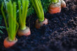 carrots growing in the soil organic farm carrot on ground , fresh carrots growing in carrot field vegetable grows in the garden harvest agricultural product nature