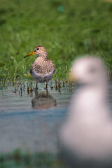 Wall Mural - a pectoral sandpiper, calidris melanotos, on the edge of the water, with a seagull in the foreground