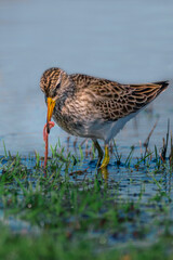 Wall Mural - a pectoral sandpiper, calidris melanotos, on the edge of the water, catching a earth worm.