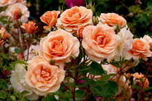 A Beautiful Cluster Of Apricot Blooms In A Natural Setting. Rosa 'Impala' (Korsternfue) Is A Floribunda Rose Bred By Kordes Roses.