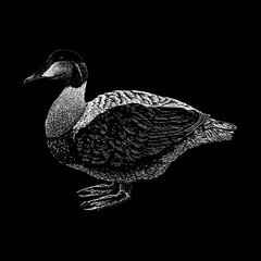 Wall Mural - Eider hand drawing vector isolated on black background.