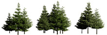Groups Of Conifer Trees Isolated On Transparent Background