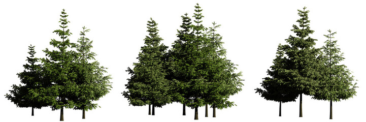groups of conifer trees isolated on transparent background