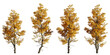 autumn trees with roots, collection of beautiful tree groups isolated on transparent background



