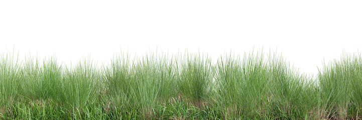 Wall Mural - Green grass on transparent background 3d rendering png