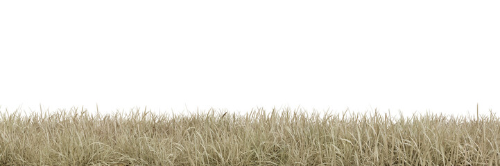 Wall Mural - Dry meadow on transparent background 3d rendering png