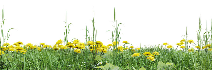 Wall Mural - Green grass and flower fields on transparent background 3d rendering png