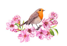 Bird In Spring Cherry Blossom, Pink Apple Flowers. Spring Floral Branch Of Flowering Sakura And Robin. Watercolor Vector
