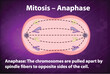 Process of mitosis anaphase with explanations