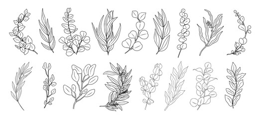 Line art eucalyptus branches and leaves set. Botanical  illustration isolated on transparent background. Elegant set of hand drawing elements. PNG. Digital stickers.