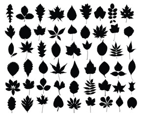 Sticker - A set of silhouettes leaves of trees and shrubs.
