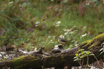 Wall Mural - Grey wagtail (Motacilla cinerea) perching on a fallen tree