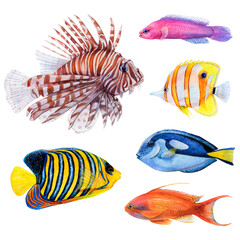 Wall Mural - Watercolor drawing set of colorful fish: royal angel, lionfish, antias, butterfly fish, surgeonfish and friedman fish on white background. Underwater picture for illustration, stickers, logo, poster
