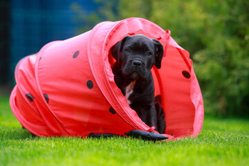 Sticker - cane corso italiano puppy