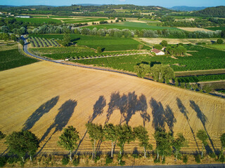 Poster - Aerial scenic Mediterranean landscape with cypresses, olive trees and vineyards in Provence, France