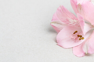 Wall Mural - Alstroemeria flowers (Peruvian lily or Lily of the Incas) on white background.