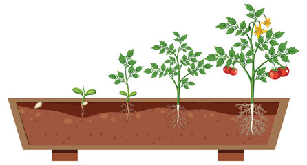 Wall Mural - The growth stages of a tomato plant