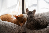 Fototapeta Koty - 窓辺でくつろぐ二匹の猫