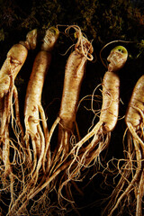 Poster - Ginseng, ginseng on moss background	