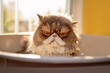Mad wet Persian cat being bathed in bath tube. Generative AI