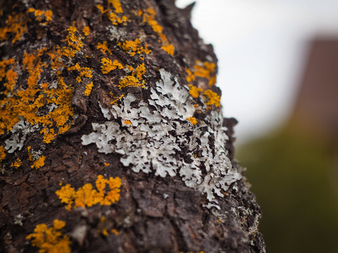 spring in nature, cherry tree, tree bark covered with lichen and moss