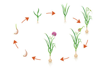 Wall Mural - Garlic growth cycle. Vector illustration of bulbous plant development infographic. Sequential process of growing leafy vegetables