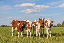 Young Cow Calves In A Row, Side By Side, Standing In A Green Meadow, Red And White Group Of Heifer Together Happy And Playful Under A Blue Sky
