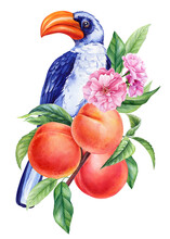 Hornbill, Bird Sits On A Branch With Peach Fruits. Watercolor Botanical Painting Hand Drawing, Isolated White Background