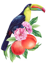 Toucan Bird Sits On A Branch With Ripe Peach Fruits. Watercolor Painting Hand Drawing, Isolated On White Background