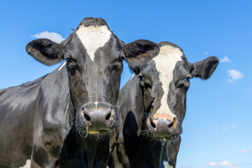 Poster - Two cows heads side by side, together, on white with dreamy eyes, black and white with cut out background