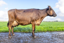 Brown Cow Standing In A Pasture, Full Length On A Muddy Road, Dairy Stock With Brown Coat, Side View, Full Round Udder And Blue Sky